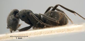 Media type: image;   Entomology 21283 Aspect: habitus lateral view